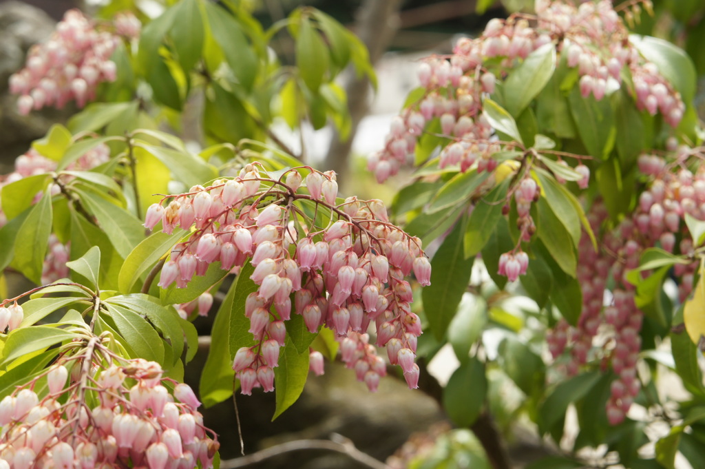 つぶつぶの花