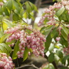 つぶつぶの花