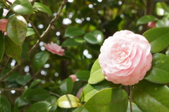 淡いピンクの大きな花