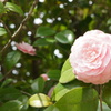 淡いピンクの大きな花