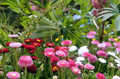 色とりどりの花たち