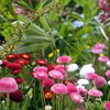 色とりどりの花たち