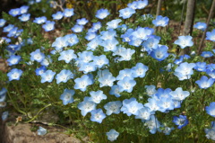 水色の花たち