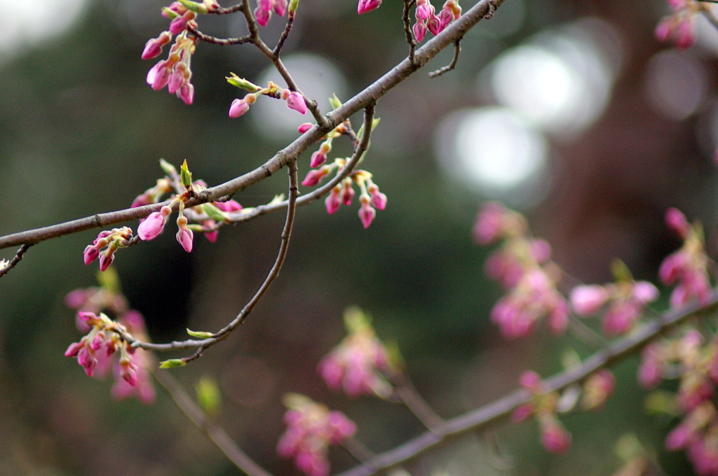 散歩中に見かけた春の花たち 1