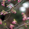 散歩中に見かけた春の花たち 1