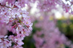 船岡の桜 2
