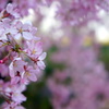 船岡の桜 2