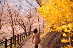 桜まつり