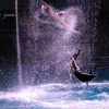 dolphin