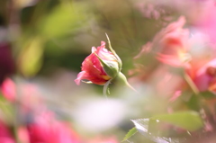 Bud of a rose