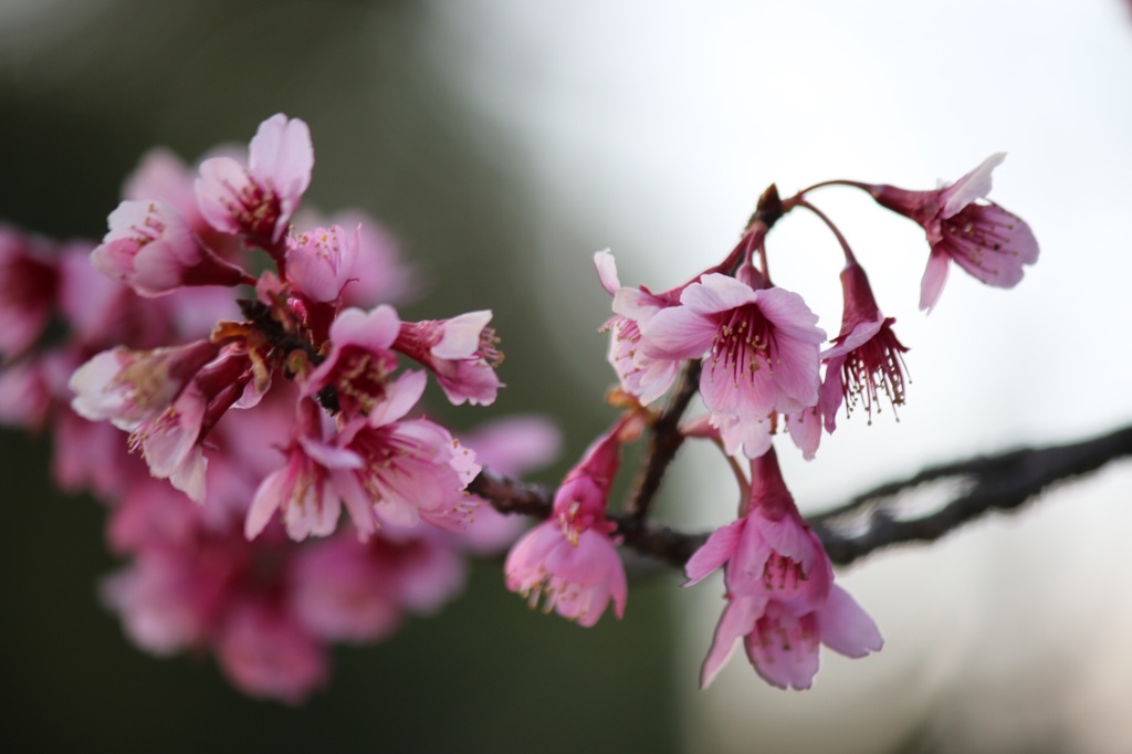 桜