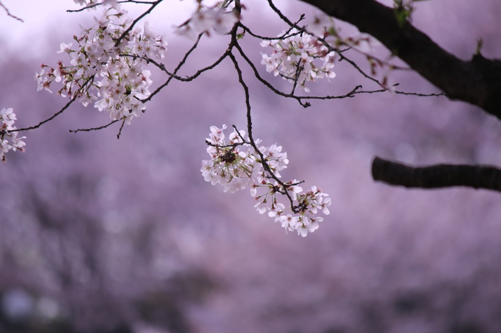 桜鞠