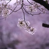 桜鞠