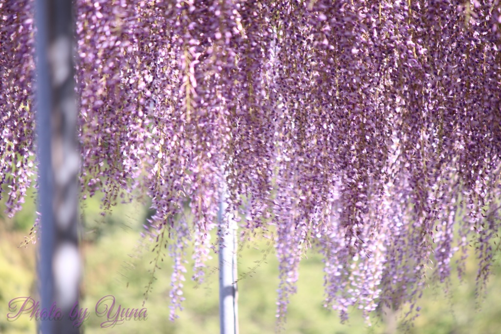 藤の花のカーテン