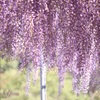 藤の花のカーテン