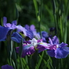 何れ菖蒲か杜若