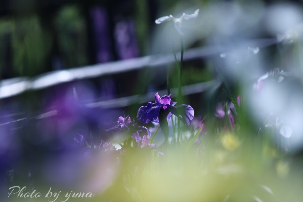 幻想花