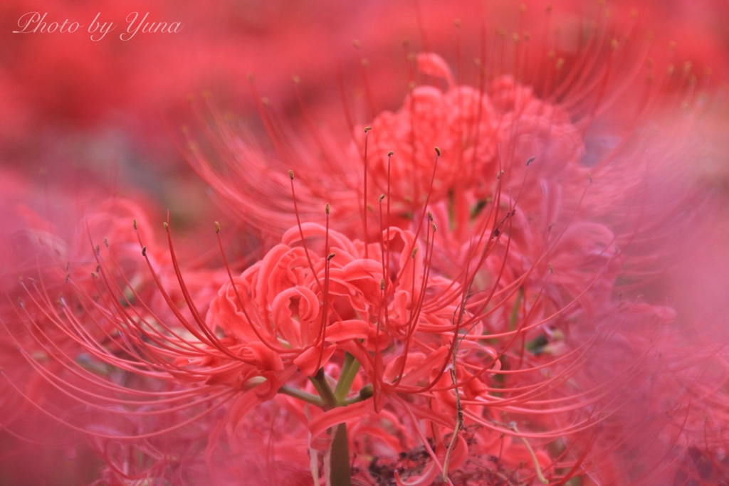 曼珠沙華