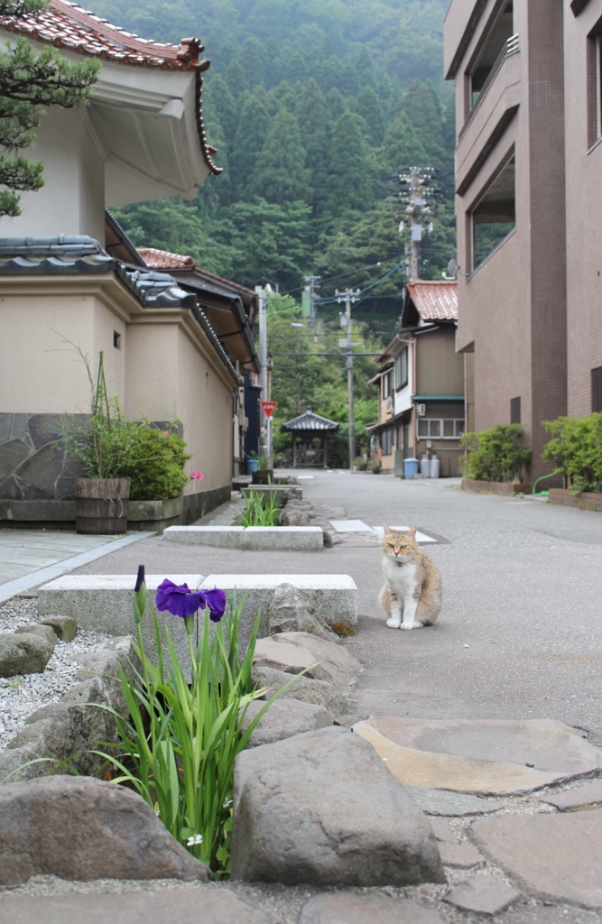 看板猫といつもの町