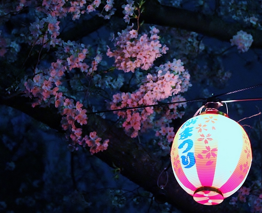 ぼんぼりと桜