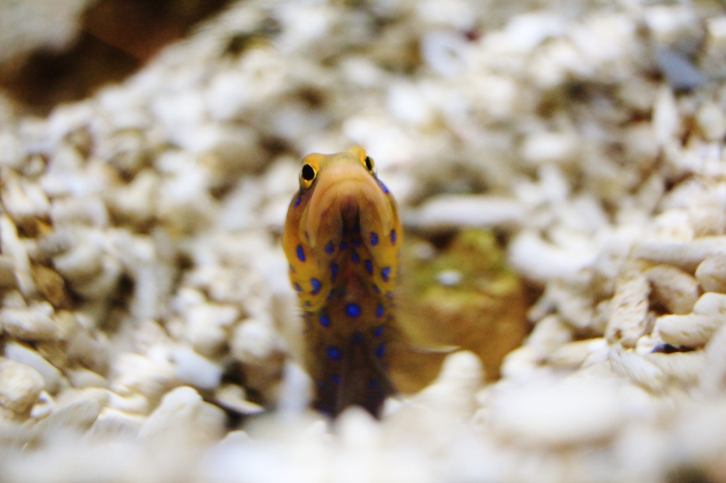 ひょっこり