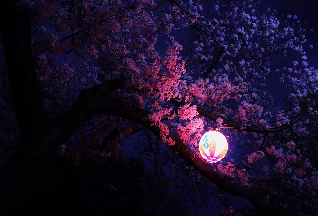 桃色の月