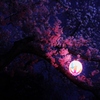 桃色の月