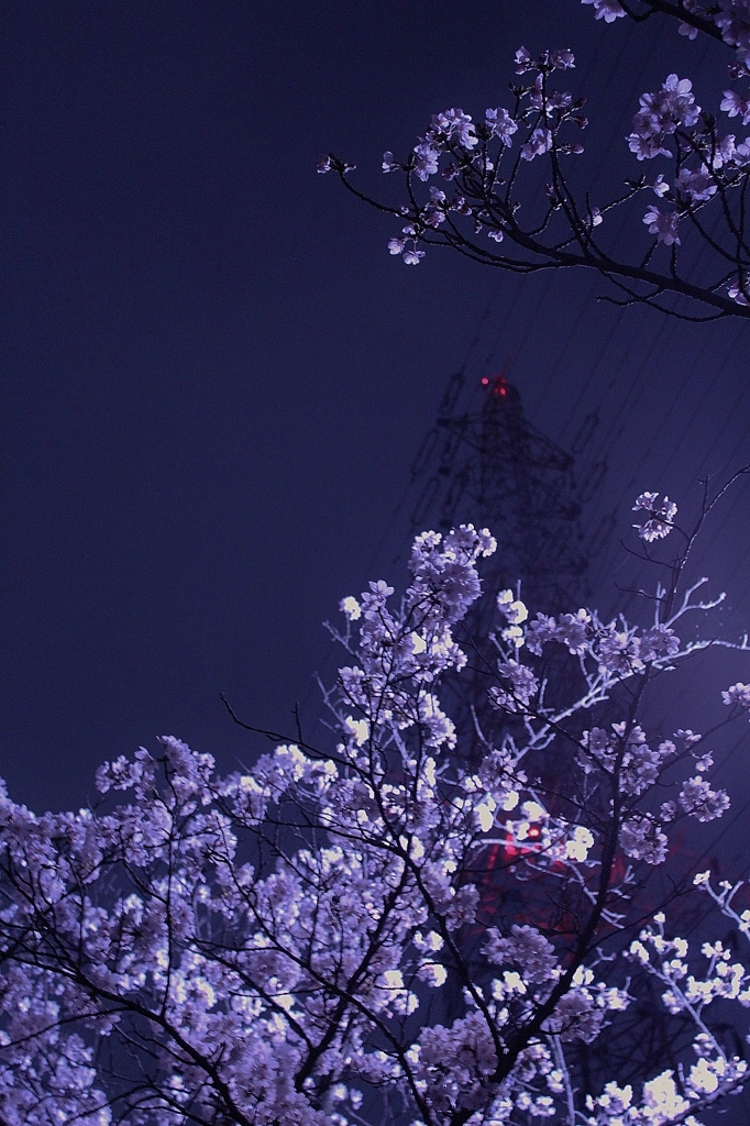 曇天の夜に咲く