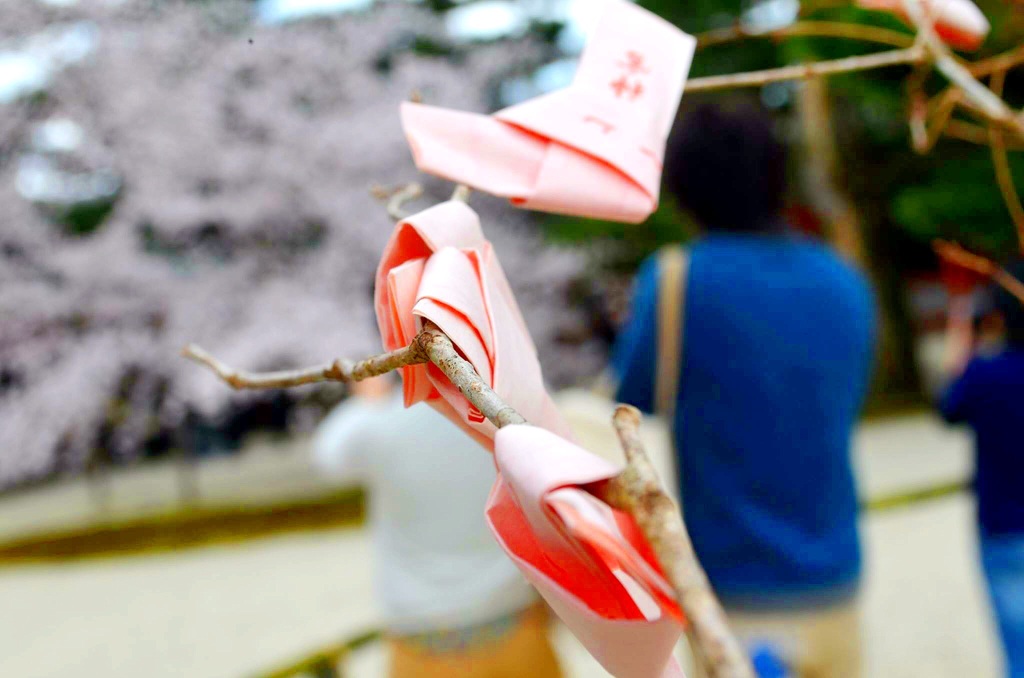 桜みくじ -はなみくじ-