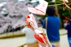 桜みくじ -はなみくじ-