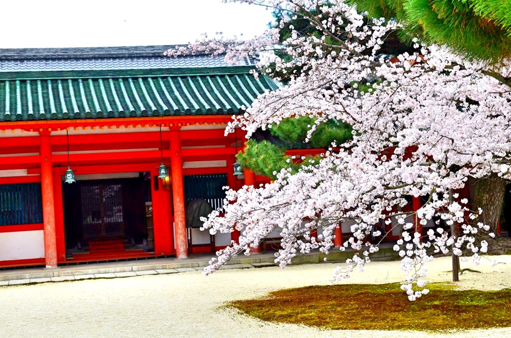 桜 平安神宮寺