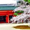 桜 平安神宮寺
