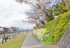 春 鴨川