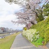 春 鴨川