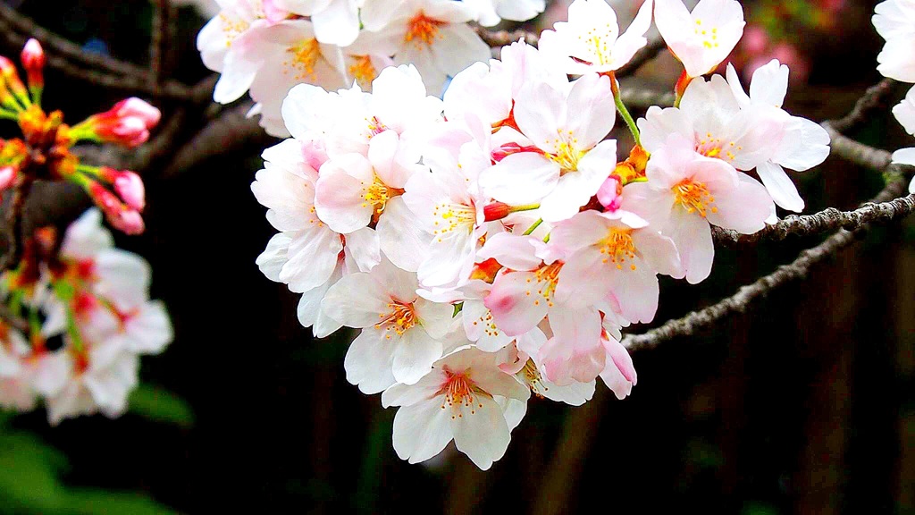 桜