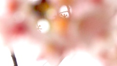 花びらの隙間から