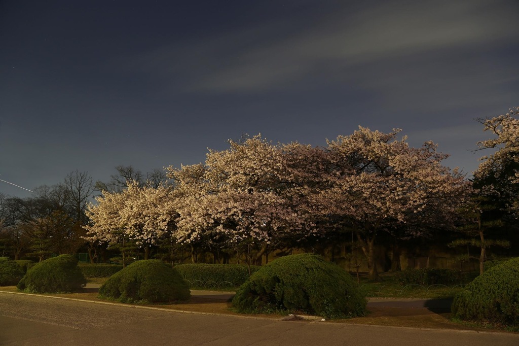 深夜の大阪城公園