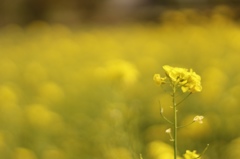菜の花