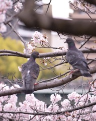 桜と鳩②