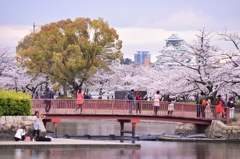 桜と大阪城