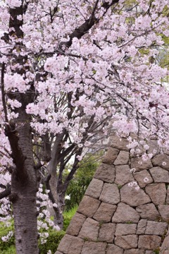 桜満開❀