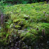 苔生す岩
