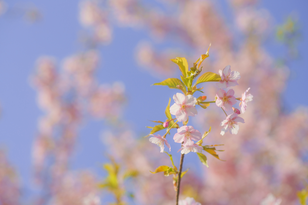 春っぽく河津桜