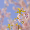 春っぽく河津桜