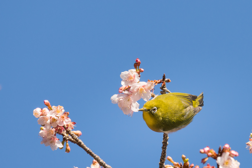 寒桜とメジロ