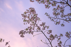 夕空と桜