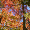 蔵出し紅葉２