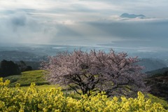 春の白木峰