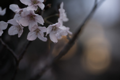 悲しげな桜