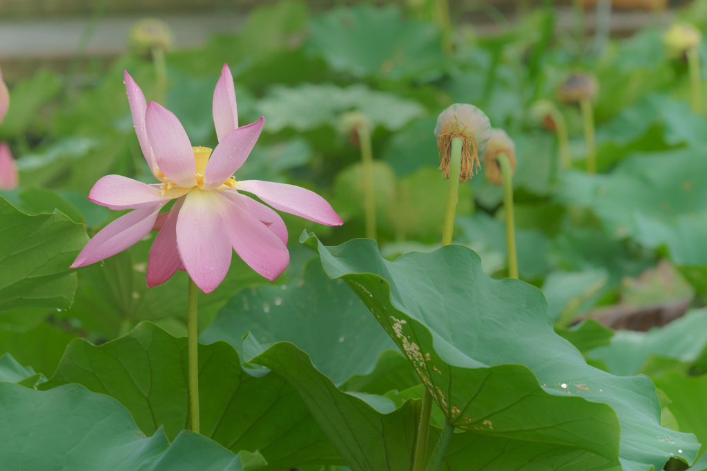 雨の蓮園